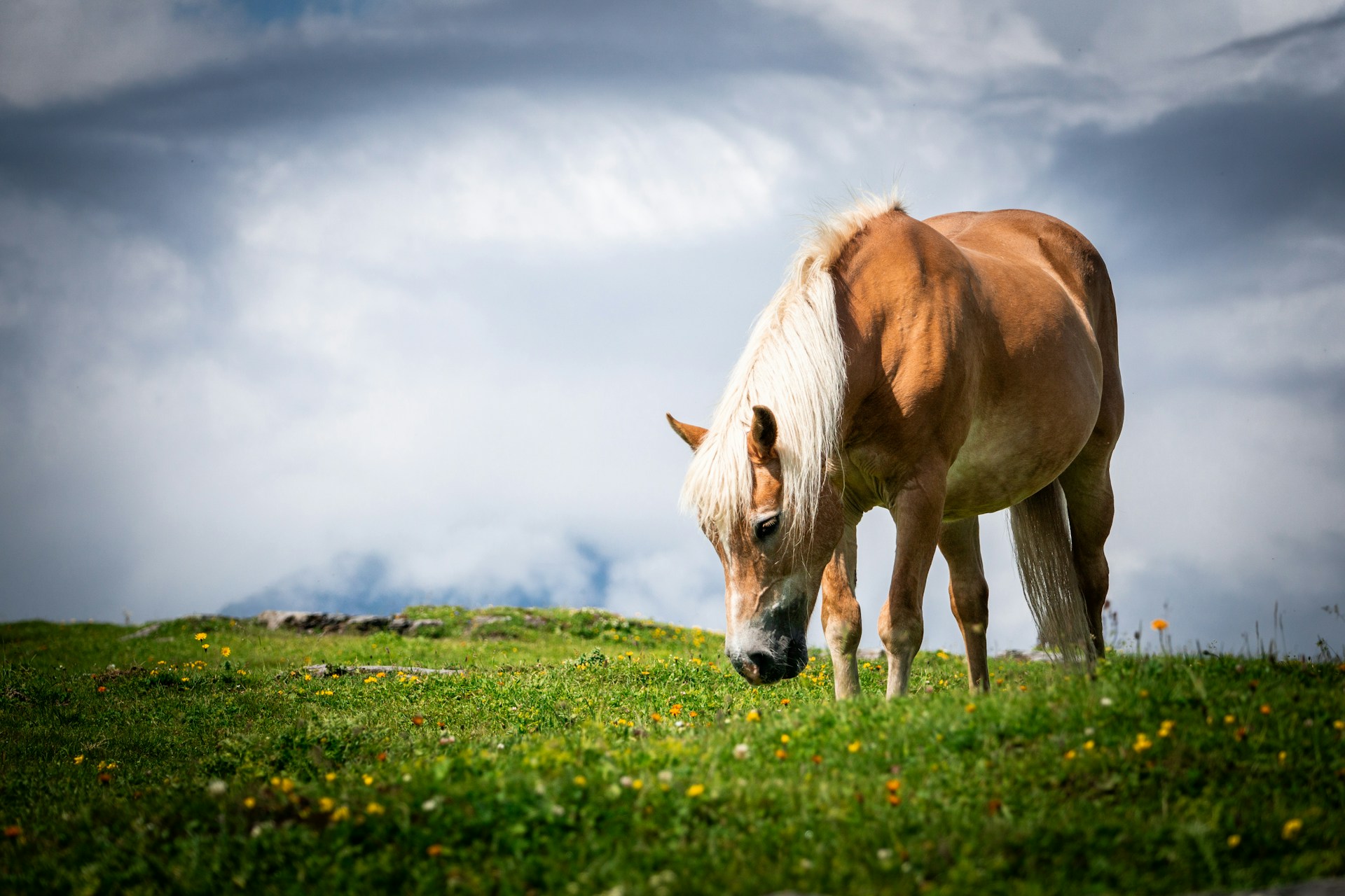 Horse in the Swiss Alps