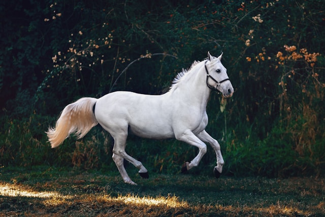 Horses in freedom