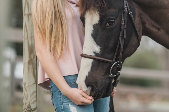 European horse