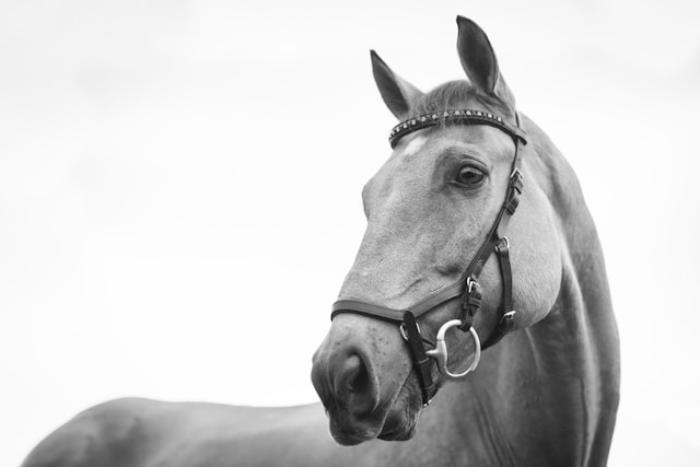 European horse