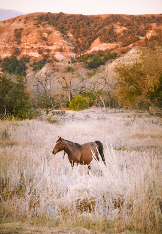 European horse